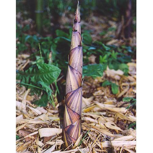 Bambu Phyllostachys decora