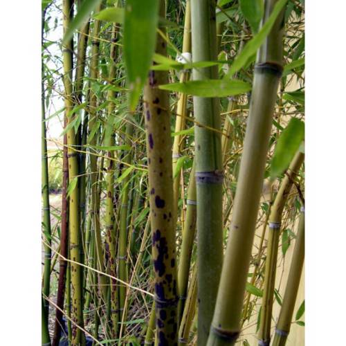 Bambu Phyllostachys glauca yunz