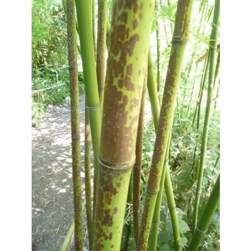 Bambu Phyllostachys glauca yunz