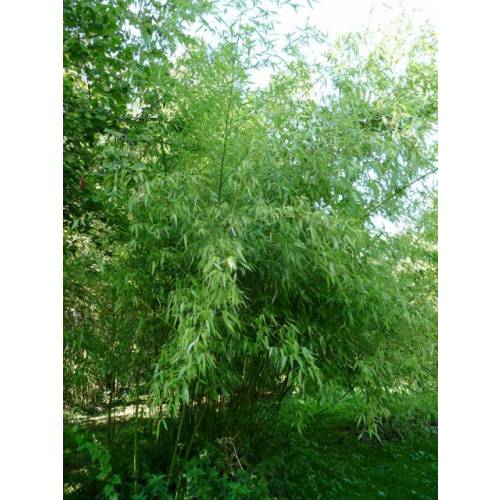 Bambu Phyllostachys rubromarginata
