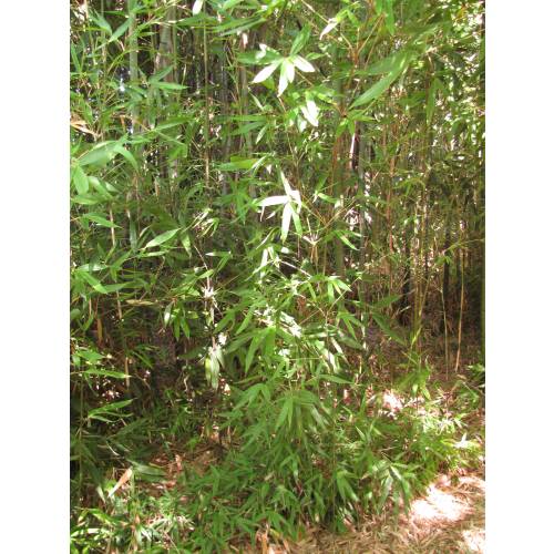 Bambu Semia. Okuboi