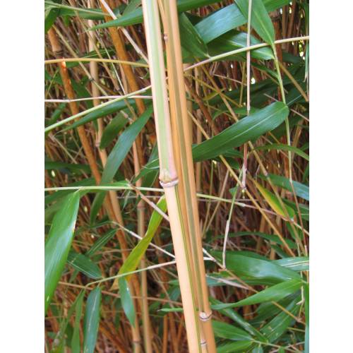 Bambu Semia. yashadake kimmei