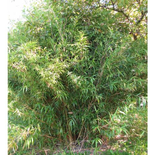 Bambu Semia. yashadake kimmei