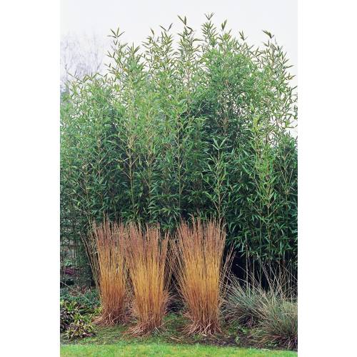 Bambu Semia. fastuosa viridis