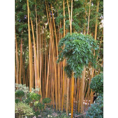 Bambu Phyllostachys vivax aureo.