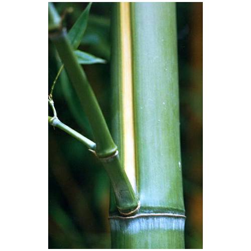 Bambu Phyllostachys viridis h.