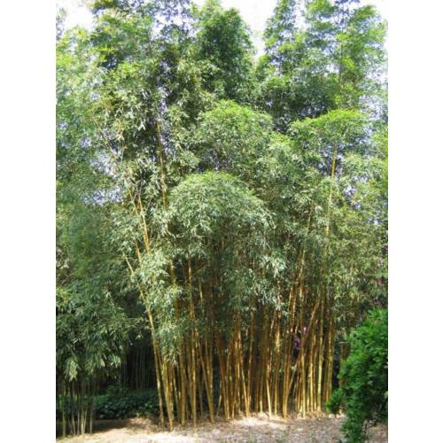 Bambu Phyllostachys viridis h.