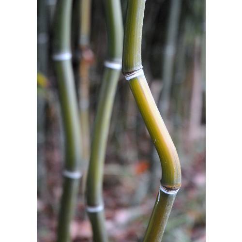 Bambu Phyllostachys aureo. Alata