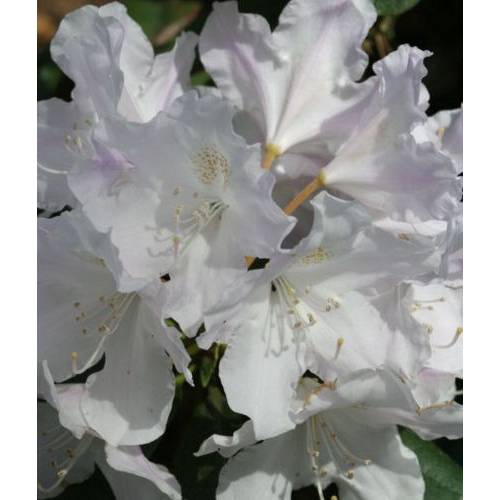Rododendro yaku branco