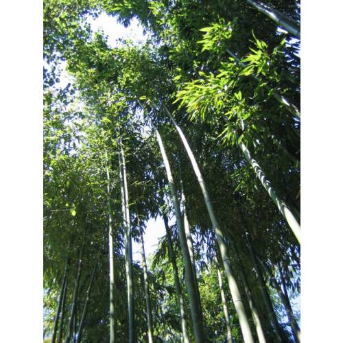 Bambu Phyllostachys vivax
