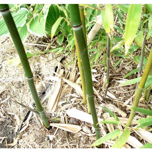 Bambu Phyllostachys stimulosa