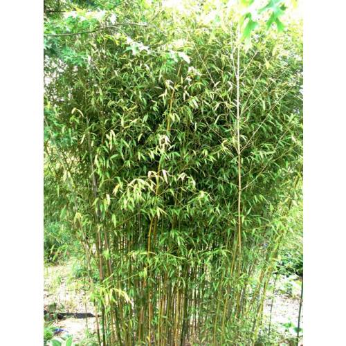 Bambu Phyllostachys stimulosa