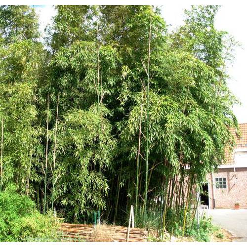 Bambu Phyllostachys viridiglau.