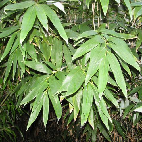 Bambu Sasa kurilensis