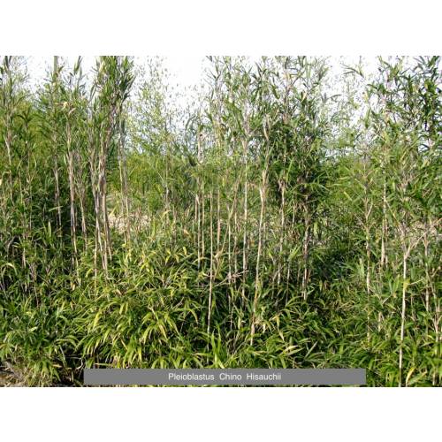 Bambu Pleioblastus chino Hisauchii