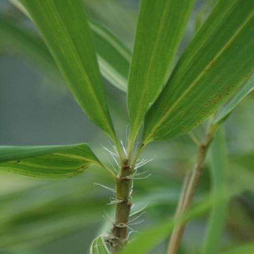 Bambu Sino. tootsik Albovariegata