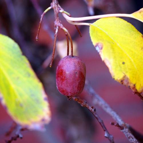 Kiwai vermelho 'Ken's Red'