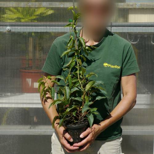 Kiwai vermelho 'Ken's Red'