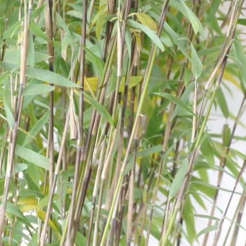 Bambu Fargesia nitida 'Volcano'
