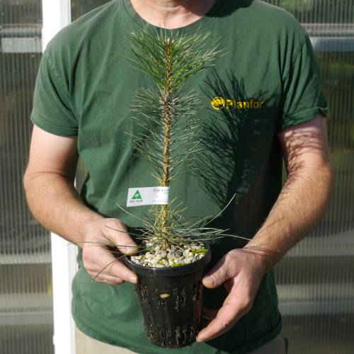 Pinheiro negro da Áustria Trufeiro-T. Melanosporum