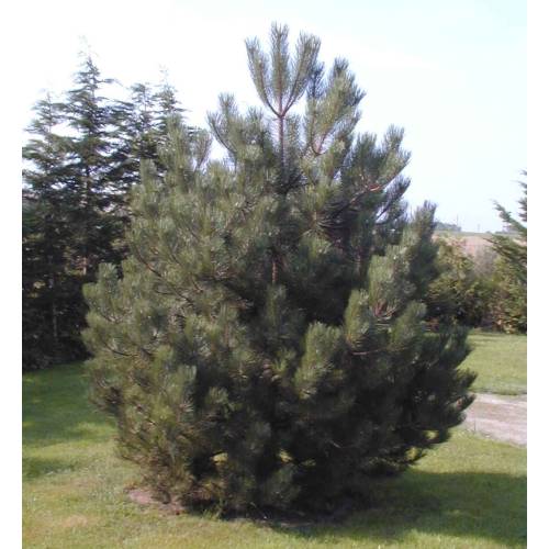 Pinheiro negro da Áustria Trufeiro-T. Melanosporum