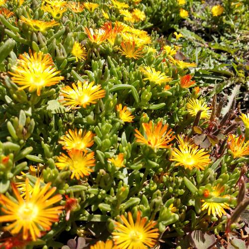 Delosperma cooperi Amarelo