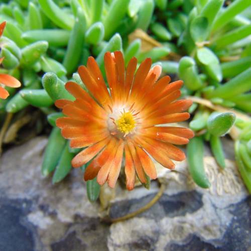 Delosperma cooperi laranja