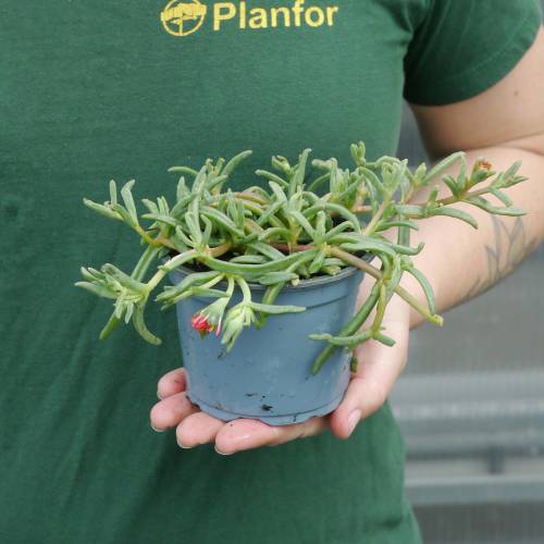 Delosperma cooperi laranja