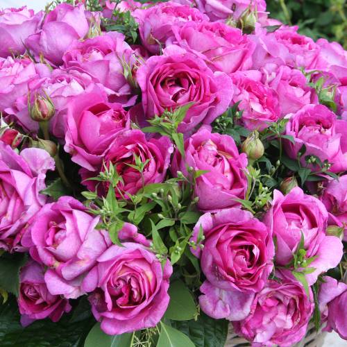 Roseira Catherine de Mdicis