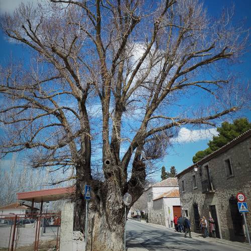Ulmeiro-comum