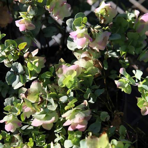 Orgo 'Kent Beauty'