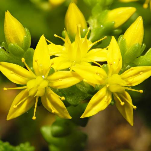 Arroz-dos-telhados amarelo