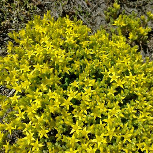 Arroz-dos-telhados amarelo