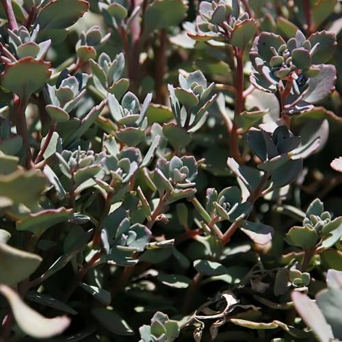 Sedum cauticola Lidakense