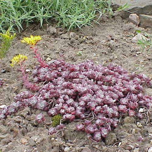 Orpinho-esptula prpura