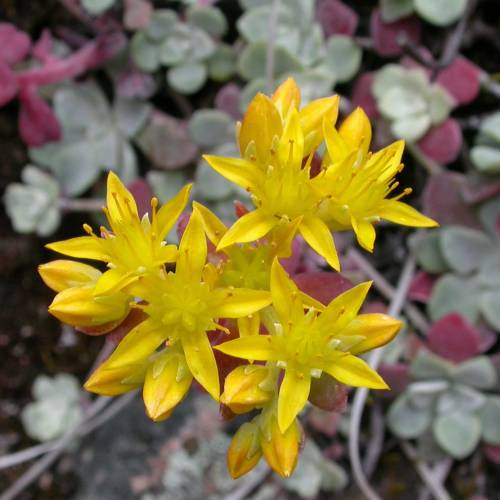 Orpinho-esptula prpura