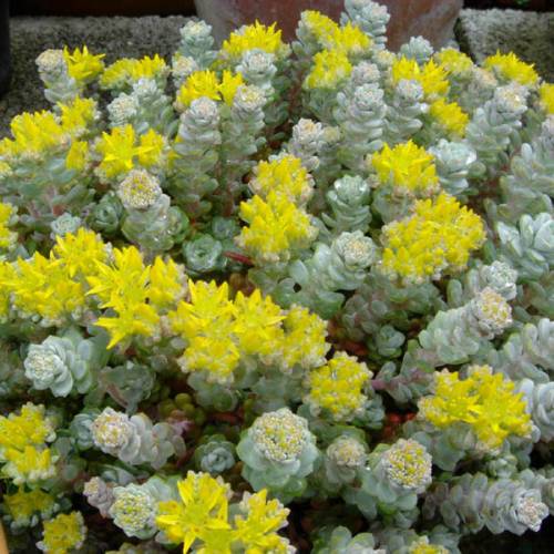 Orpinho-esptula 'Cape Blanco'