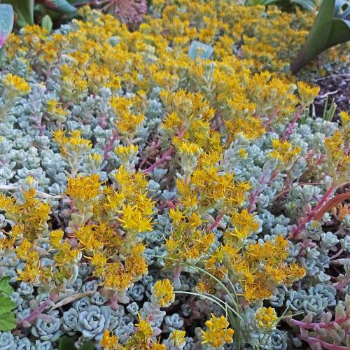 Orpinho-esptula 'Cape Blanco'