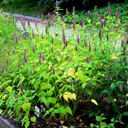 Agastache azul, Hissopo anisado