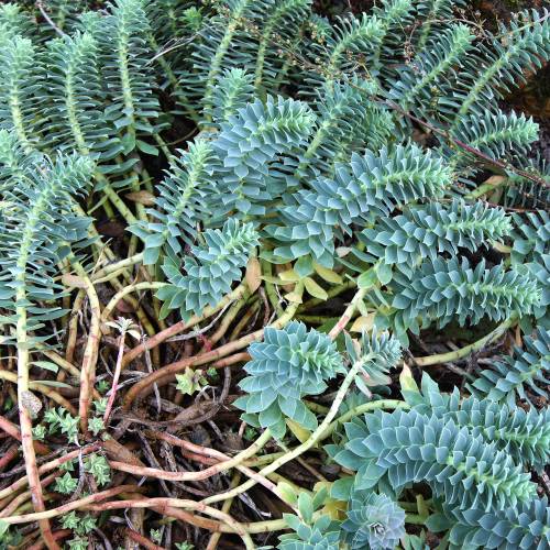 Eufrbia-da-Crsega