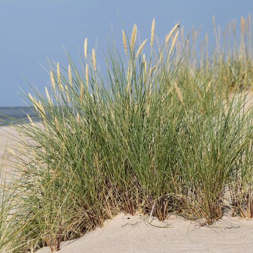 Ammofila, Grama-das-areias