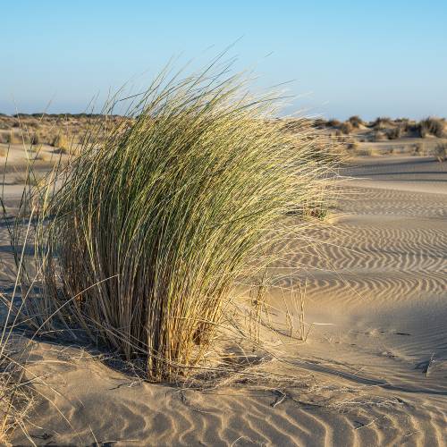 Ammofila, Grama-das-areias