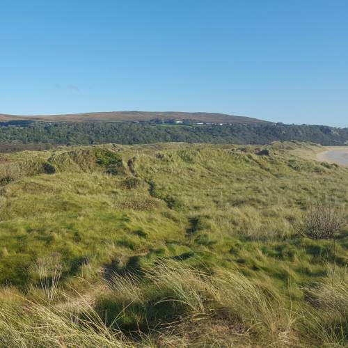 Ammofila, Grama-das-areias