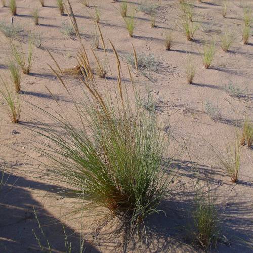 Ammofila, Grama-das-areias