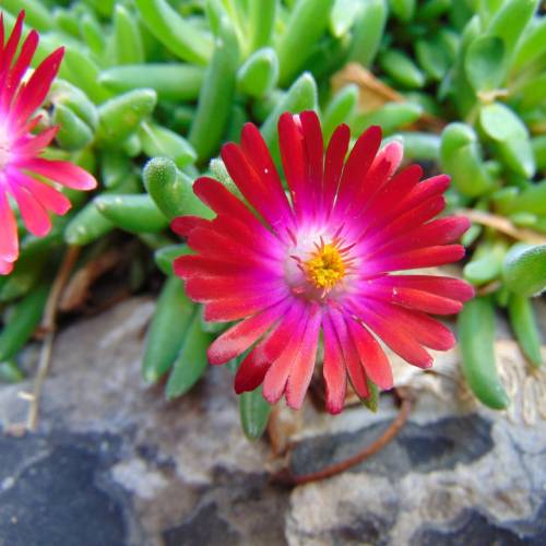 Delosperma cooperi vermelho