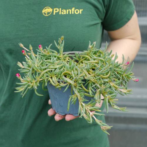 Delosperma cooperi vermelho