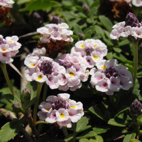 Verbena nodiflora relva de cobertura do solo