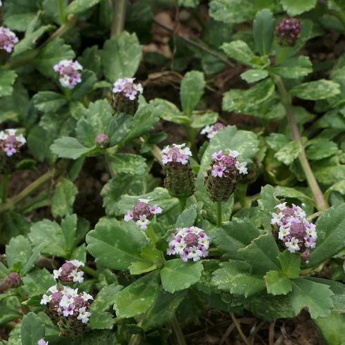 Verbena nodiflora relva de cobertura do solo