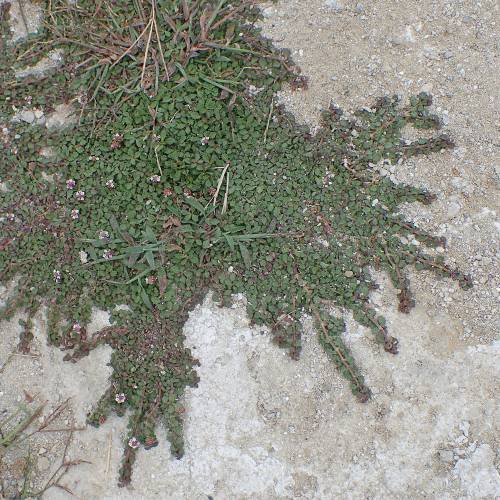 Verbena nodiflora relva de cobertura do solo