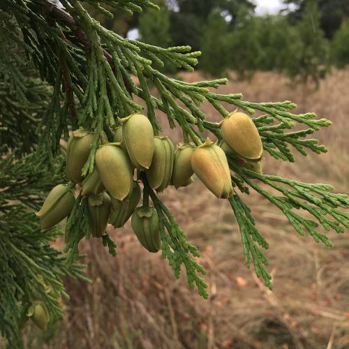 Calocedro, Cedro do incenso, Cedro branco
